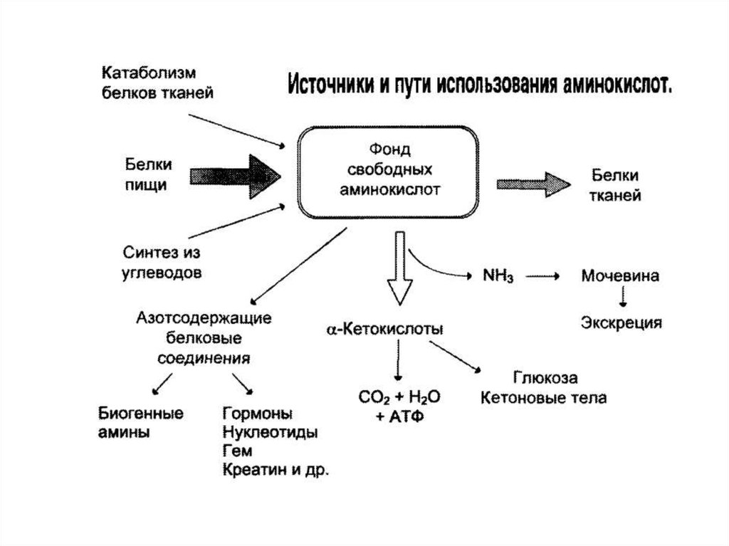 Каким путем можно. Источники и пути использования аминокислот в печени.. Аминокислоты белки презентация. Белок из аминокислот. Пути использования БК.