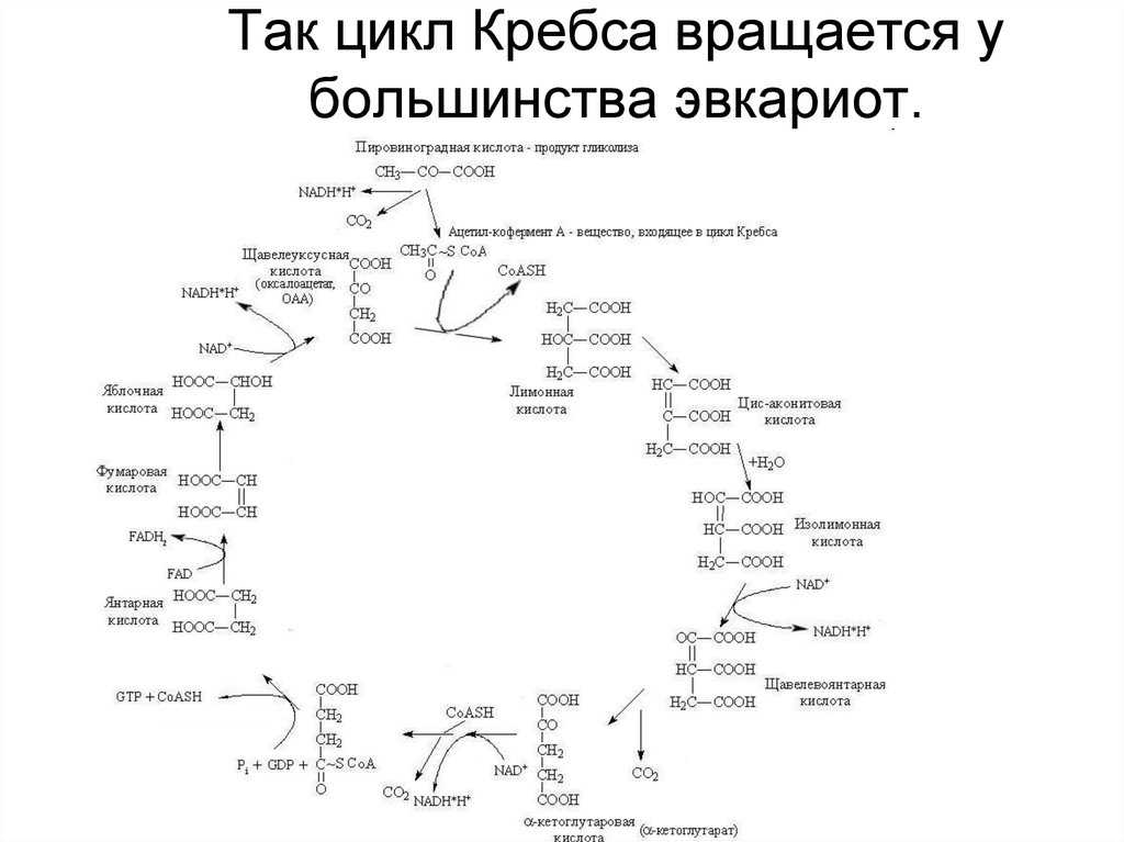 Цикл трикарбоновых кислот этапы