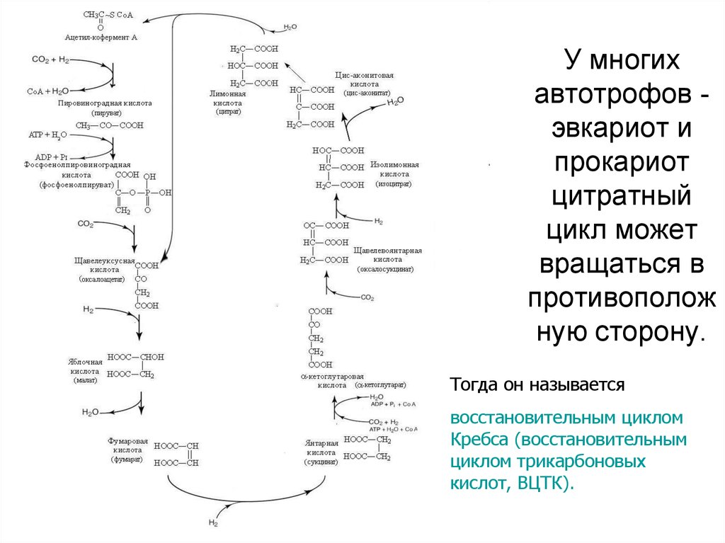 Цитратный цикл биохимия. Реакции пополняющие цитратный цикл. ЦТК У прокариот. Цитратный цикл