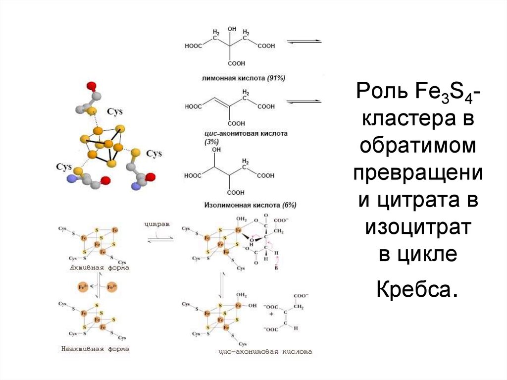 Роль Fe3S4-кластера в обратимом превращении цитрата в изоцитрат в цикле Кребса.