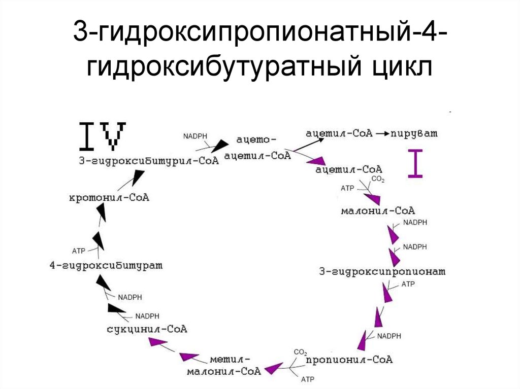 Цикл самый первый