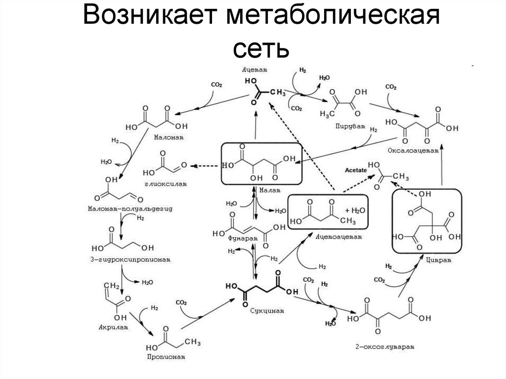 Метаболическая карта человека