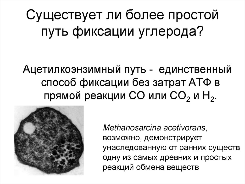 Есть ли более. Фиксация углерода. Фиксированный углерод. Типы фиксации углерода. Какие вещества необходимы для фиксации углерода.