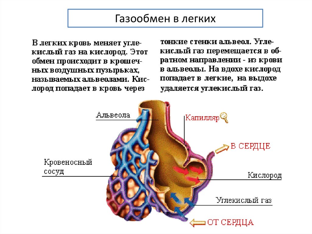 Газообмен в легких схема