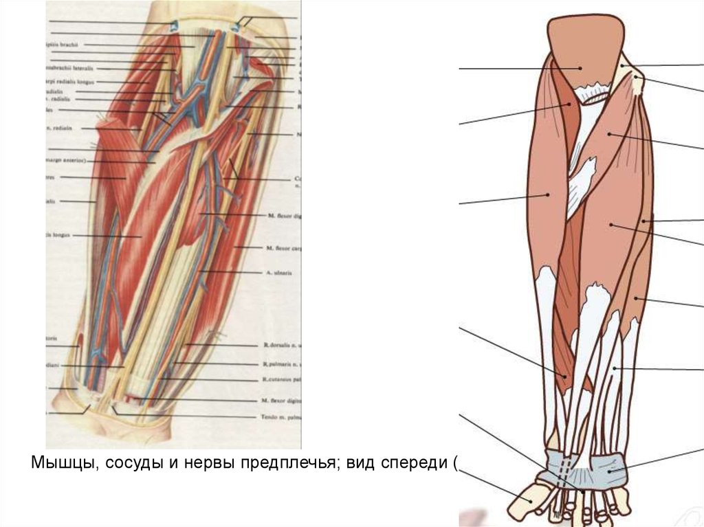 Нервы предплечья