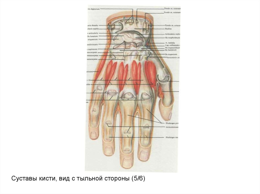 Поперечный распил кисти схема топографическая анатомия
