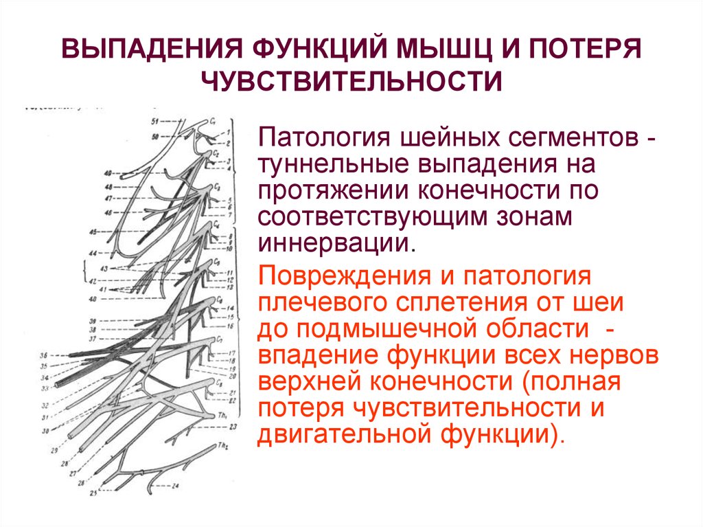 Плечевое сплетение анатомия. Область иннервации плечевого сплетения. Зоны выпадения болевой чувствительности. Выпадение болевой чувствительности это. Полная потеря чувствительности.