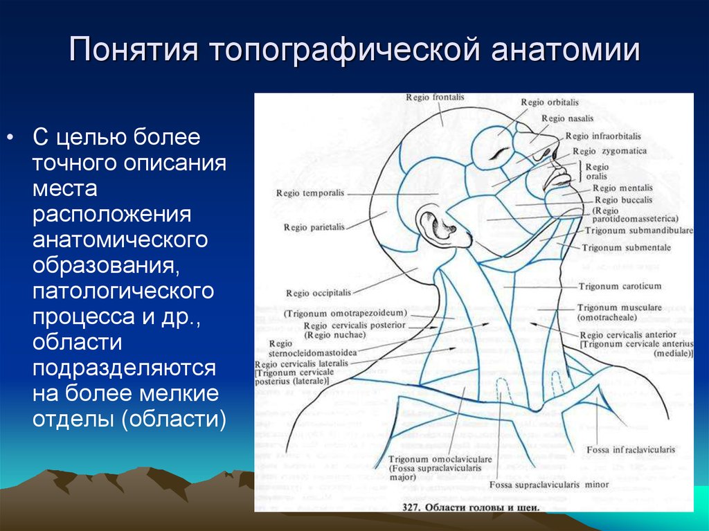 Сонный треугольник шеи