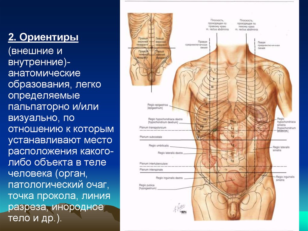 Анатомические образования