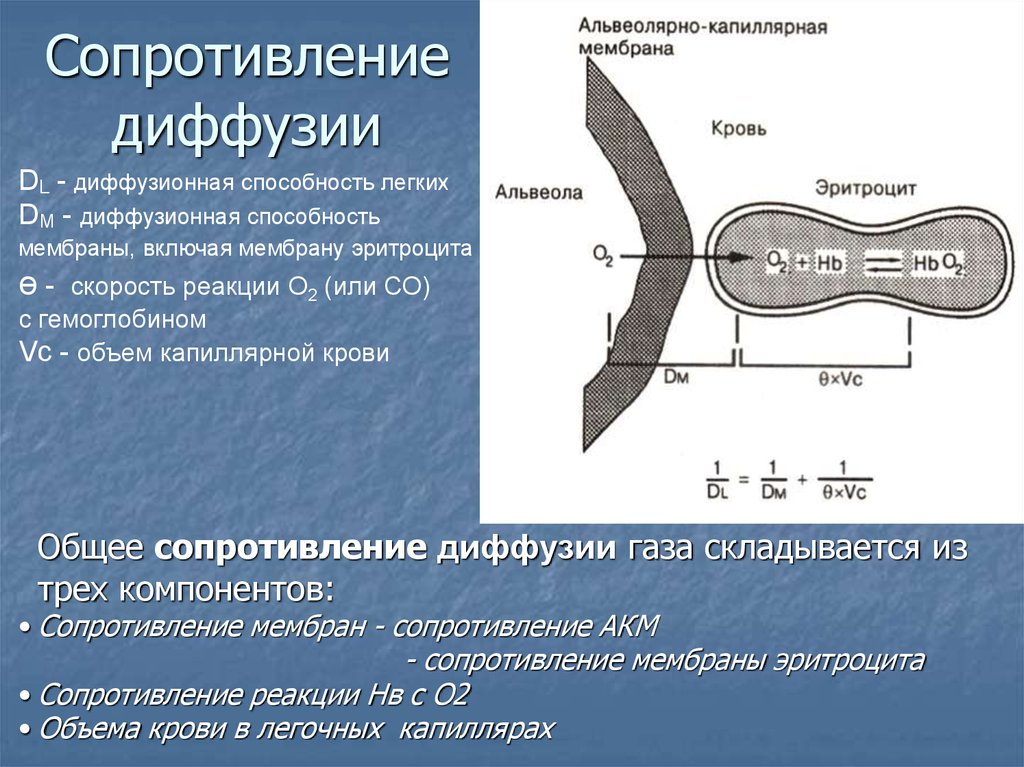 Вентиляционная способность легких