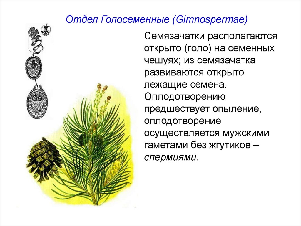 Оплодотворение голосеменных растений. Строение семязачатка голосеменных. Опыление голосеменных. Семязачатки развиваются на семенных чешуях. Опыление и оплодотворение у голосеменных.