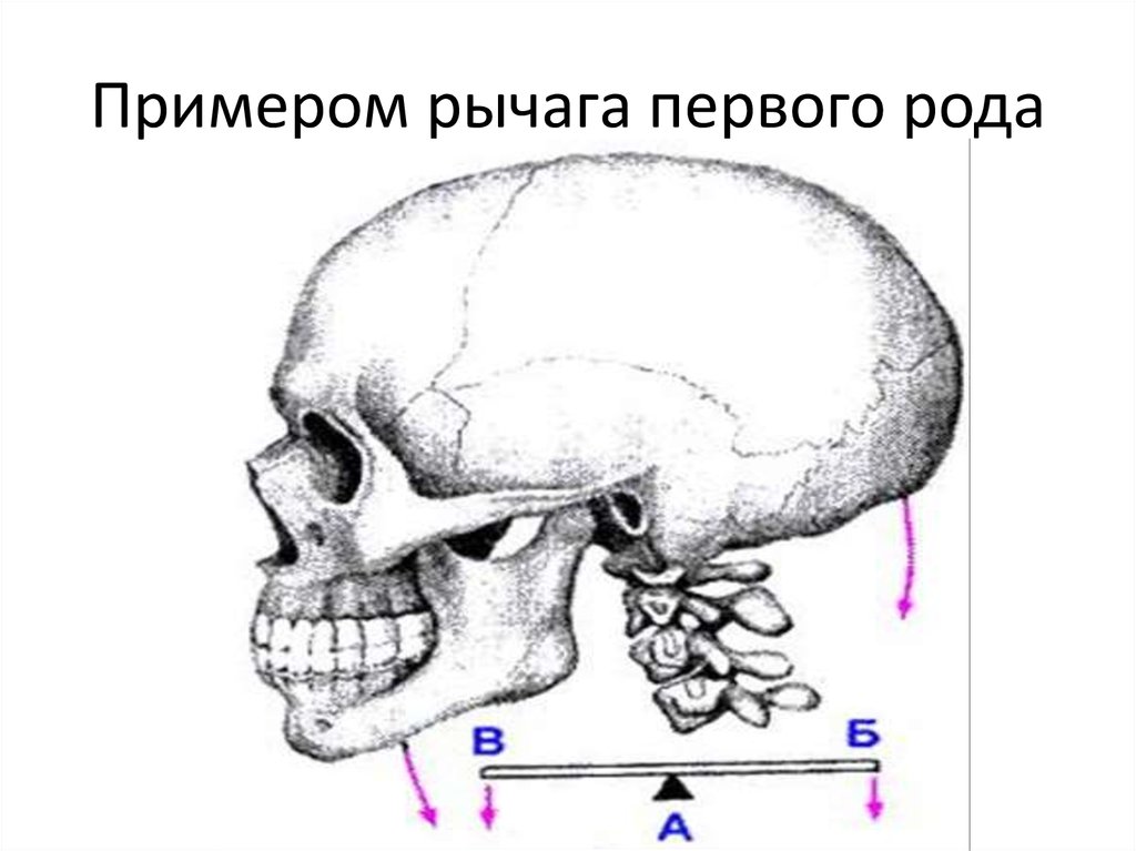 Рычаги в организме человека презентация