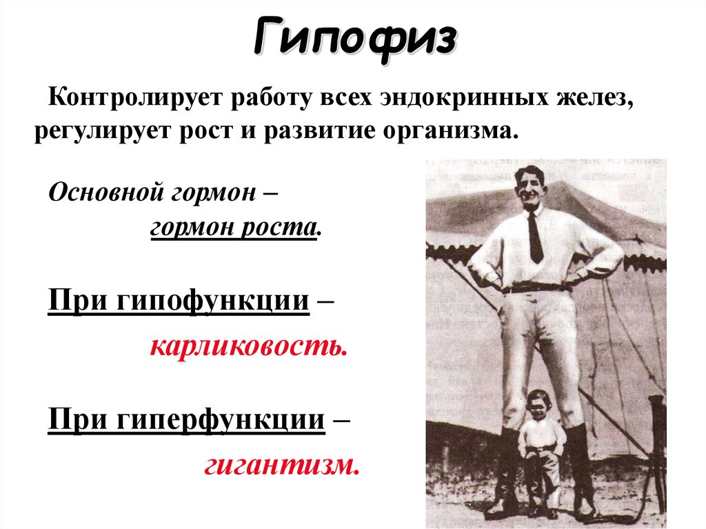 Гормон роста карликовость. Гормон роста гиперфункция и гипофункция. Карликовость гипофункция. Карликовость развивается при гиперфункции. При гиперфункции гипофиза (гормон роста) у ребенка развивается.