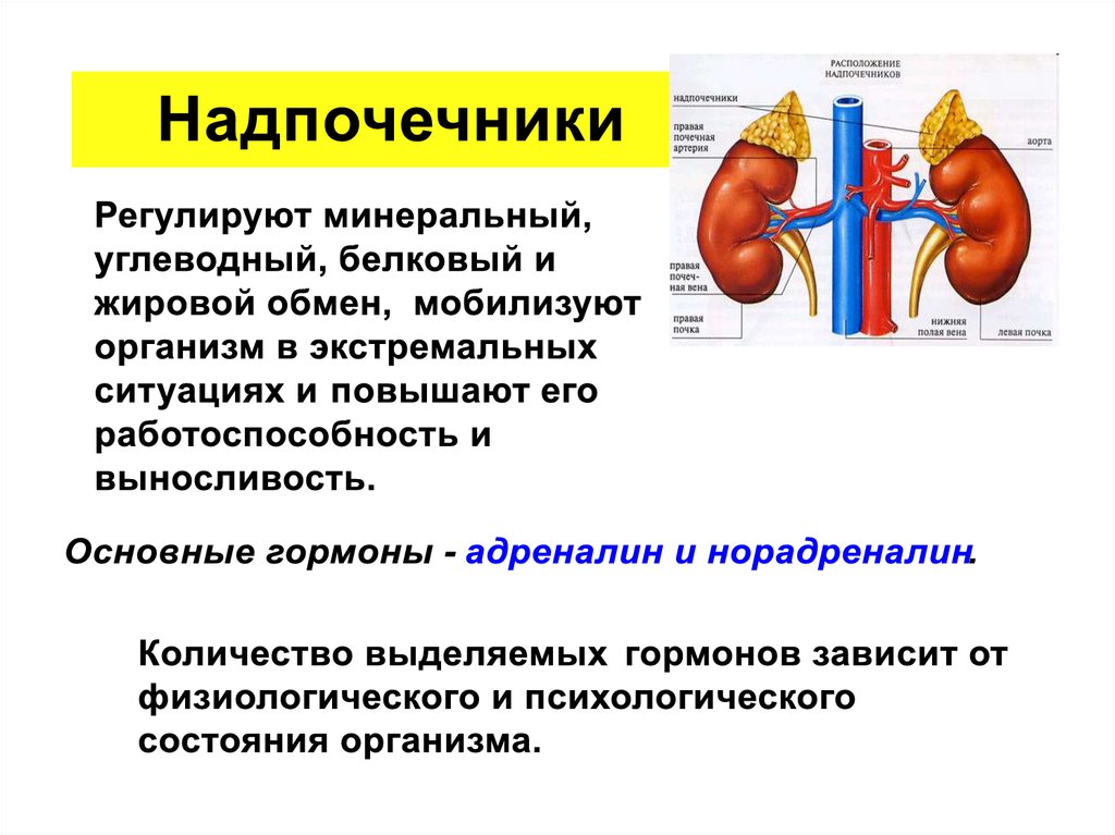 Гормоны надпочечников презентация