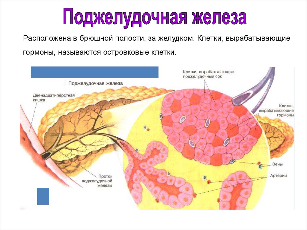 Препараты гормонов поджелудочной железы презентация