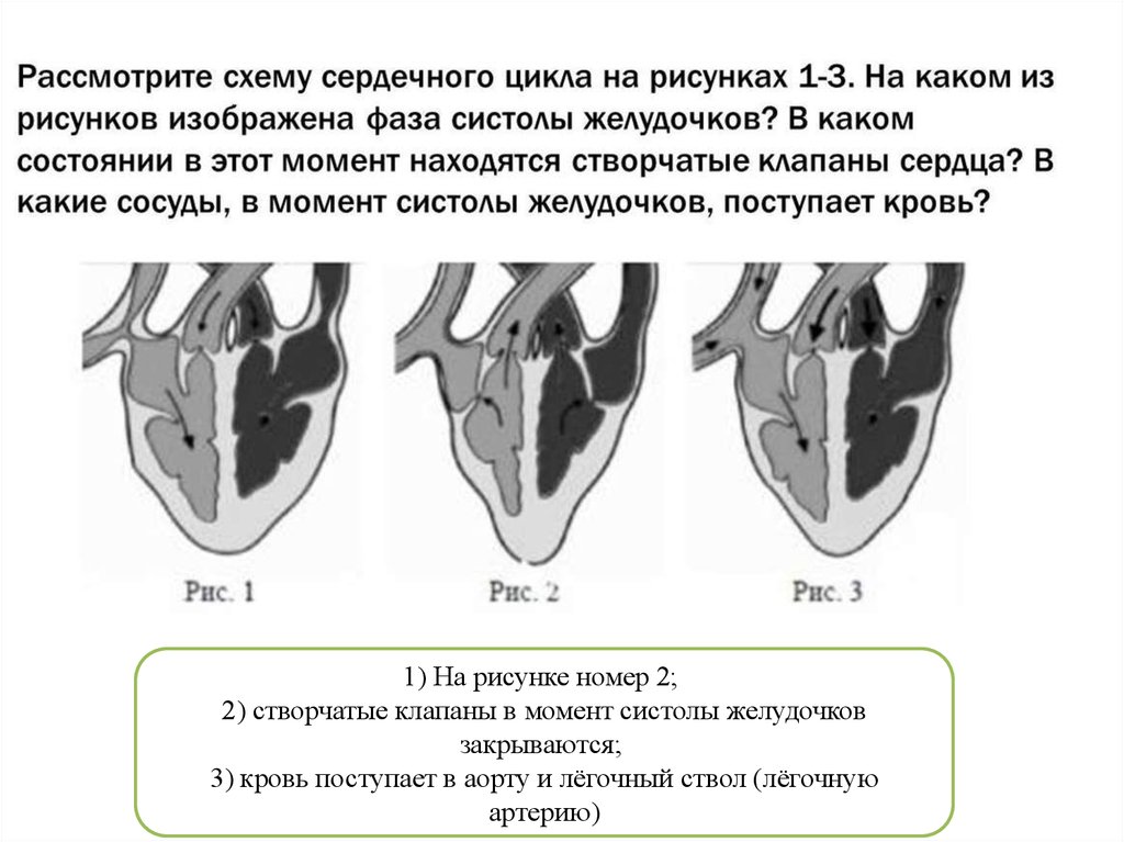 Рассмотрите схему сердечного цикла на рисунках 1 3 на каком из рисунков изображена фаза систолы