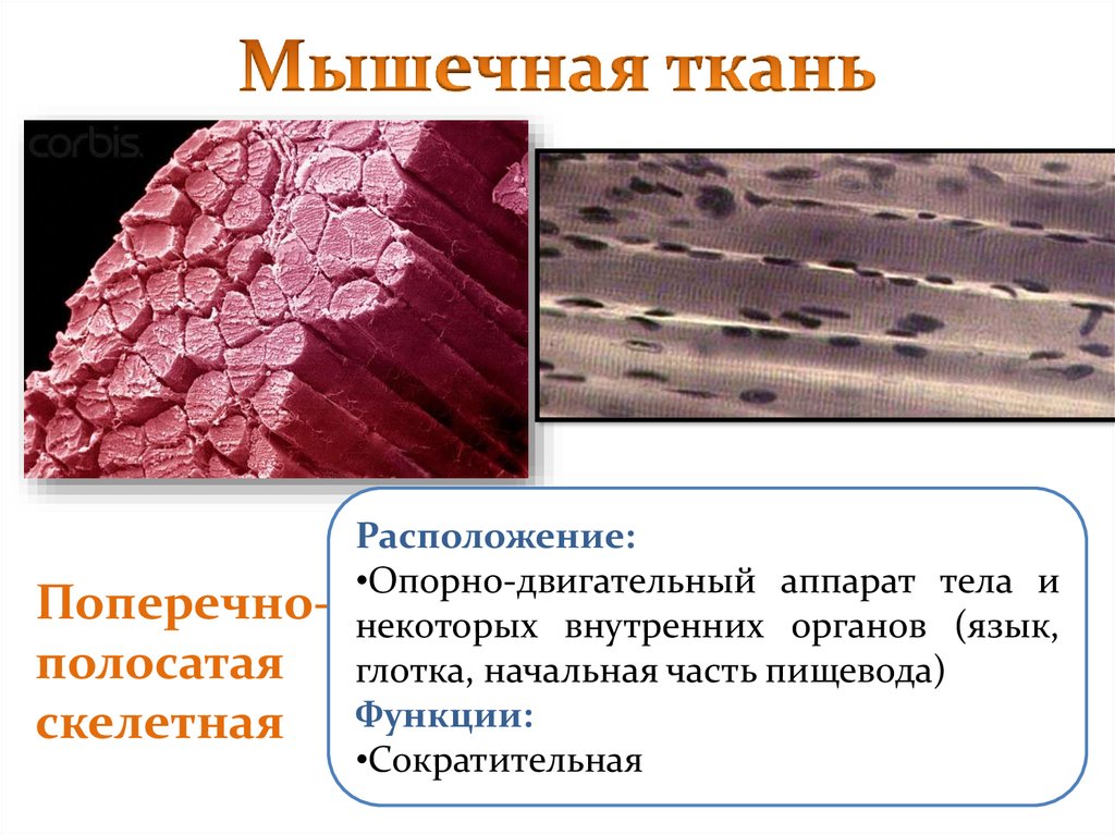 Поперечно полосатая скелетная мышечная ткань. Сократительный аппарат скелетной мышечной ткани. Скелетная поперечнополосатая мышечная ткань языка функция. Сократительная структура мышечной ткани. Сократительный аппарат поперечно полосатой скелетной мышечной ткани.