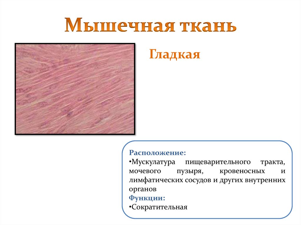 Расположение тканей. Расположение гладкой мышечной ткани. Гладкая мышечная ткань месторасположение. Месторасположение гладкой ткани. Гладкие мышцы функции.