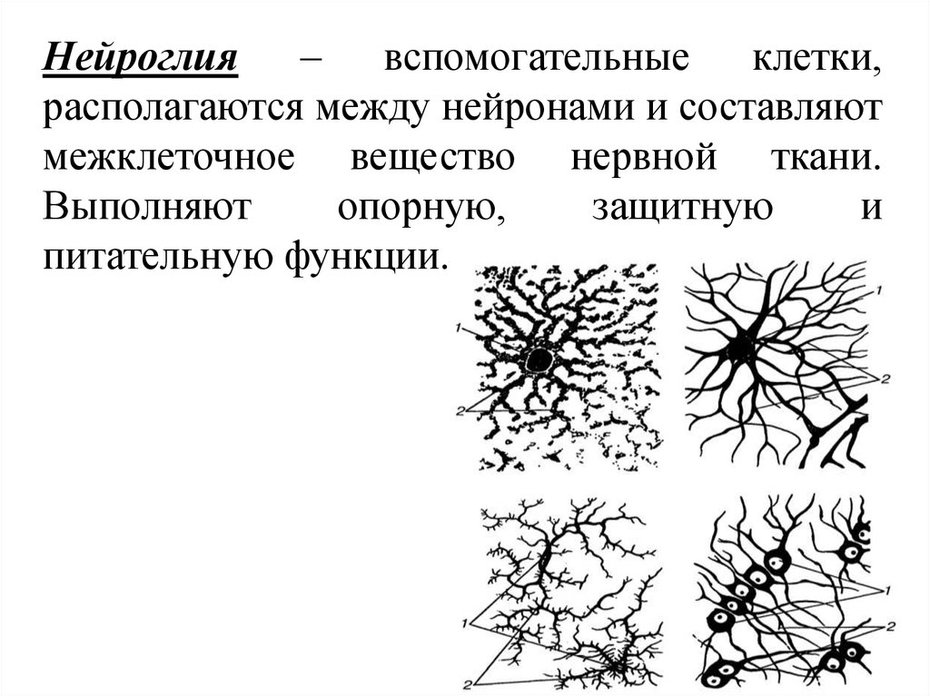 Разновидности глии схема