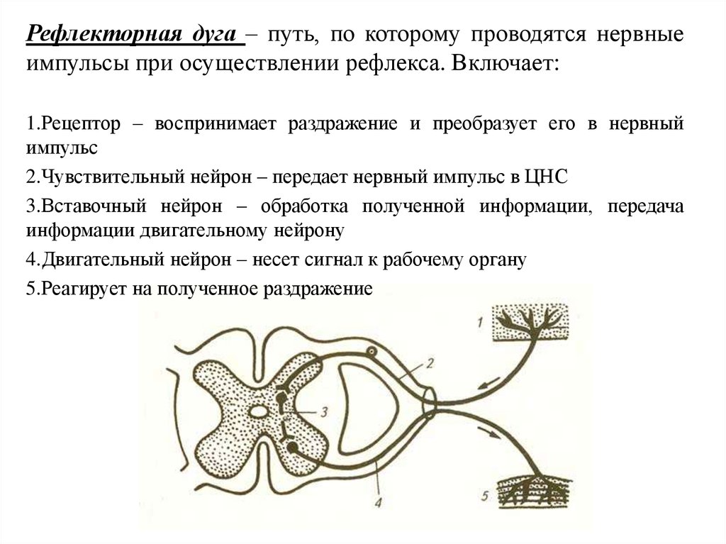 Что отсутствует в изображенной схеме рефлекторной дуги 1 вставочный нейрон 2 чувствительный нейрон