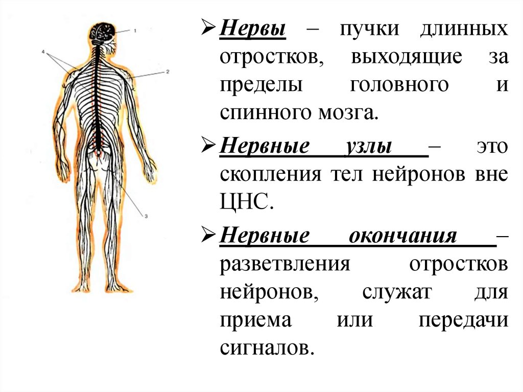 Нервные узлы. Нервы и нервные узлы. Нервные окончания нервные узлы и. Строение нервов и нервных узлов.