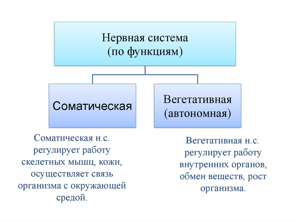 Соматический. Функции соматической нервной системы. Нервная система человека вегетативная и соматическая. Соматическая нервная система осуществляет. Регулирует работу скелетных мышц вегетативная или соматическая.