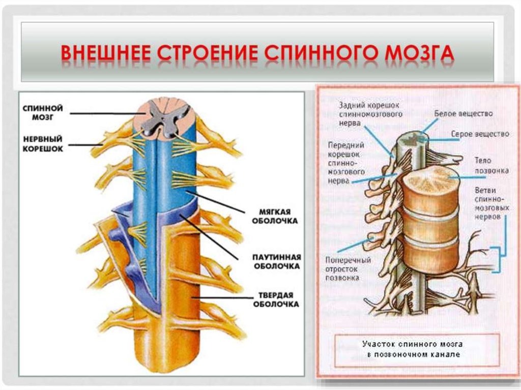 Спинной корешок. Строение спинного мозга. Строение спинного мозга человека. Строение спинного мозга 8 класс. Передние корешки спинного мозга строение.