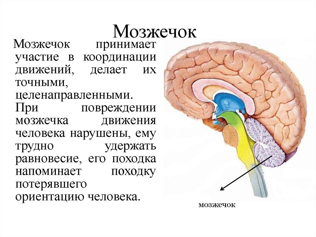 В задний мозг входит мозжечок