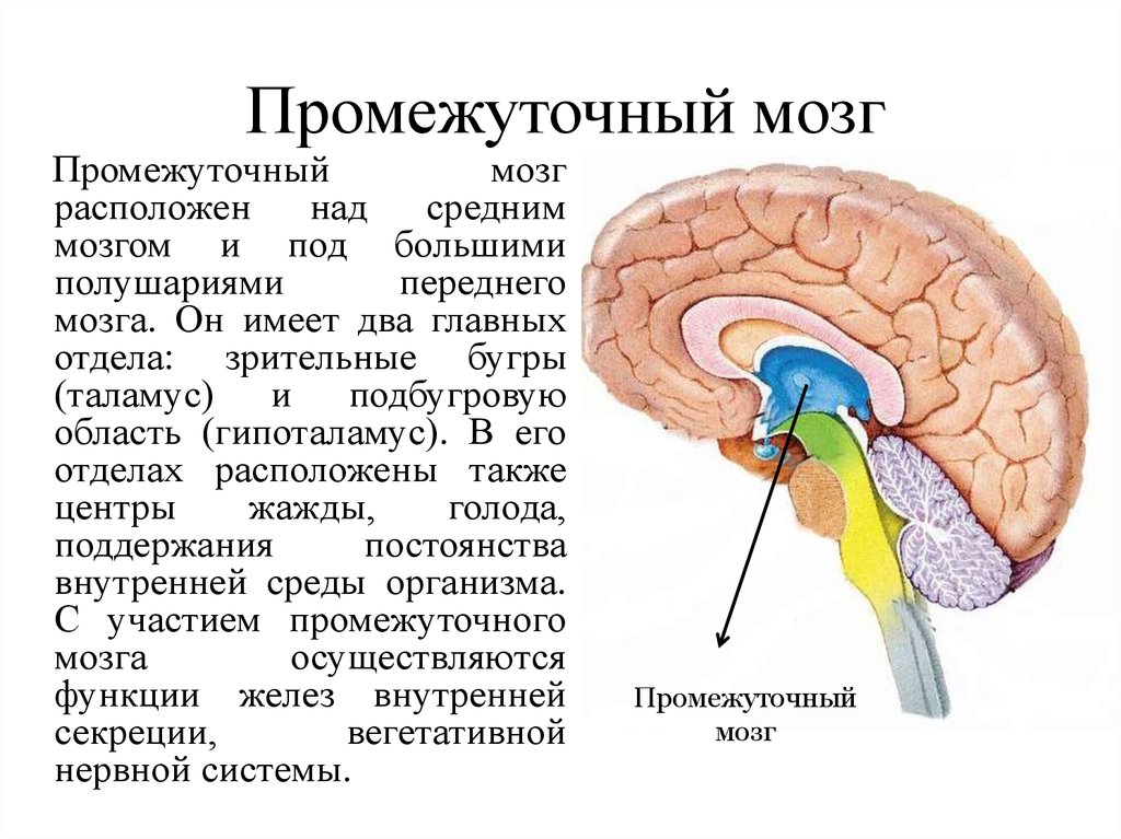 Промежуточный строение и функции. Структуры серого вещества промежуточного мозга. Таламическая область промежуточного мозга. Промежуточный мозг таламус задний мозг. Перечислите отделы промежуточного мозга.