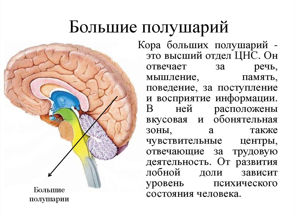 Большие полушария. Кора больших полушарий высший надсегментарный аппарат ЦНС. Кора больших полушарий. Кора большого полушария. Кора больших полушарий в разрезе.