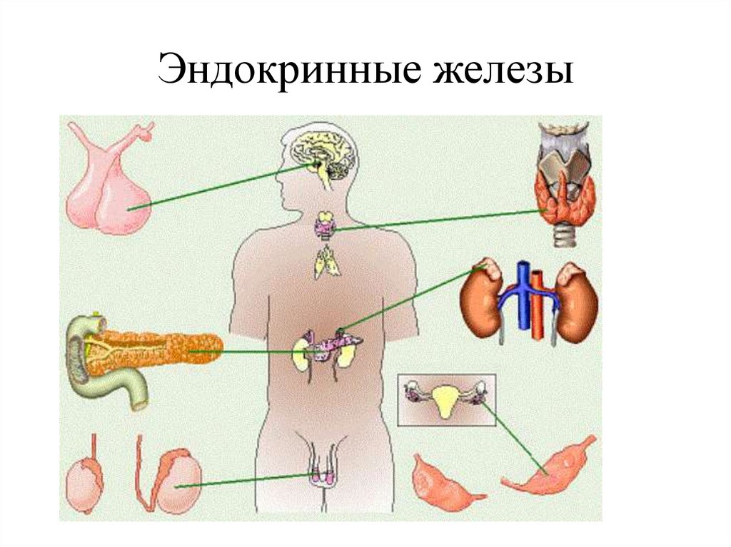 Эндокринные железы человека рисунок