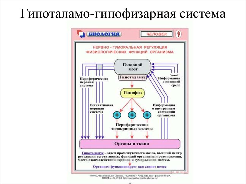 Работа гипоталамо гипофизарной системы. Гипоталамо-гипофизарная система схема. Гипоталамо-гипофизарная система. Влияние глюкокортикоидов на гипоталамо-гипофизарную систему.