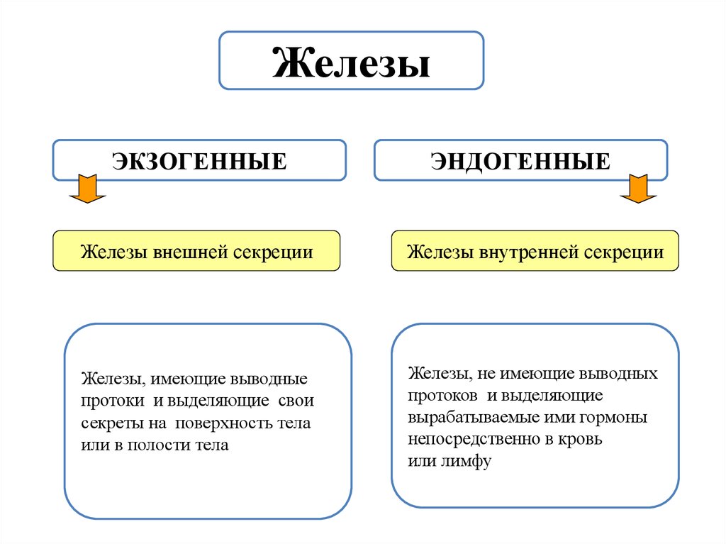 Железы внешней секреции. Экзогенные железы внешней секреции. Железы имеющие выводные протоки. Железы внешней и внутренней секреции экзогенные. Ткани внешней секреции экзогенные.