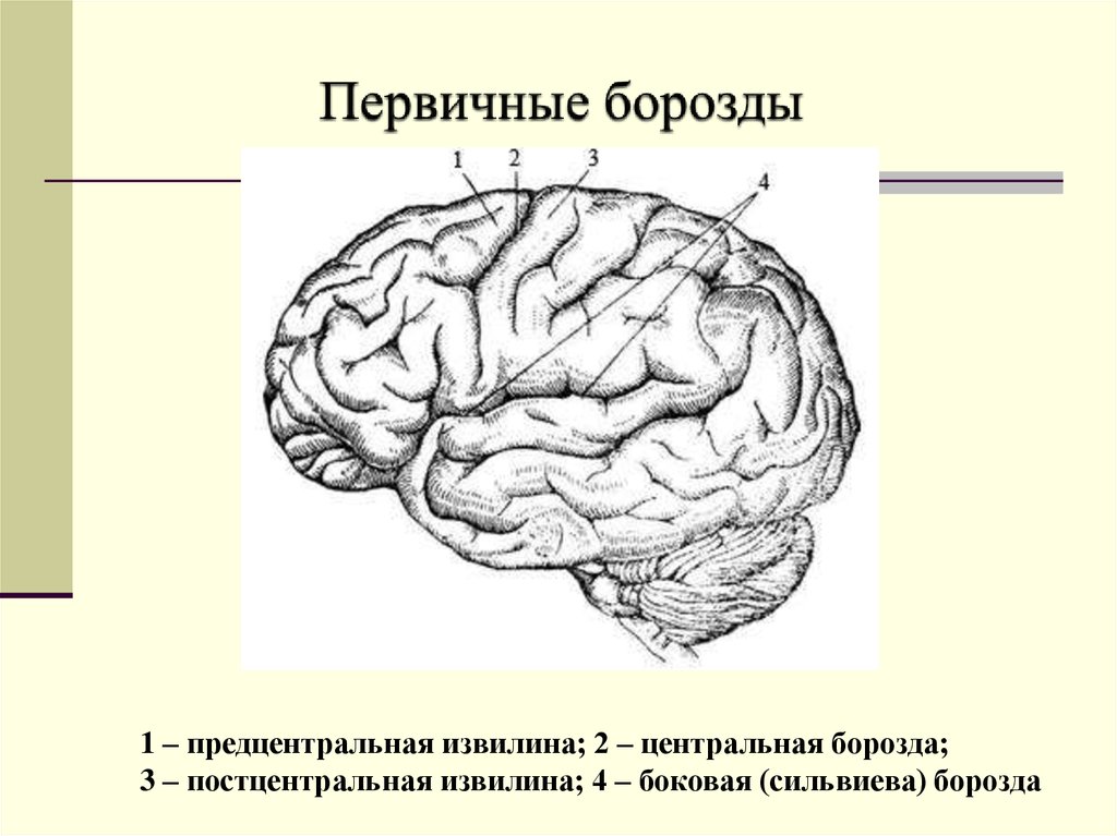 Полушарие извилины. Борозды полушарий большого мозга. Сильвиева борозда. Борозды и извилины базальной поверхности полушария большого мозга. Верхнелатеральная поверхность полушария большого мозга.