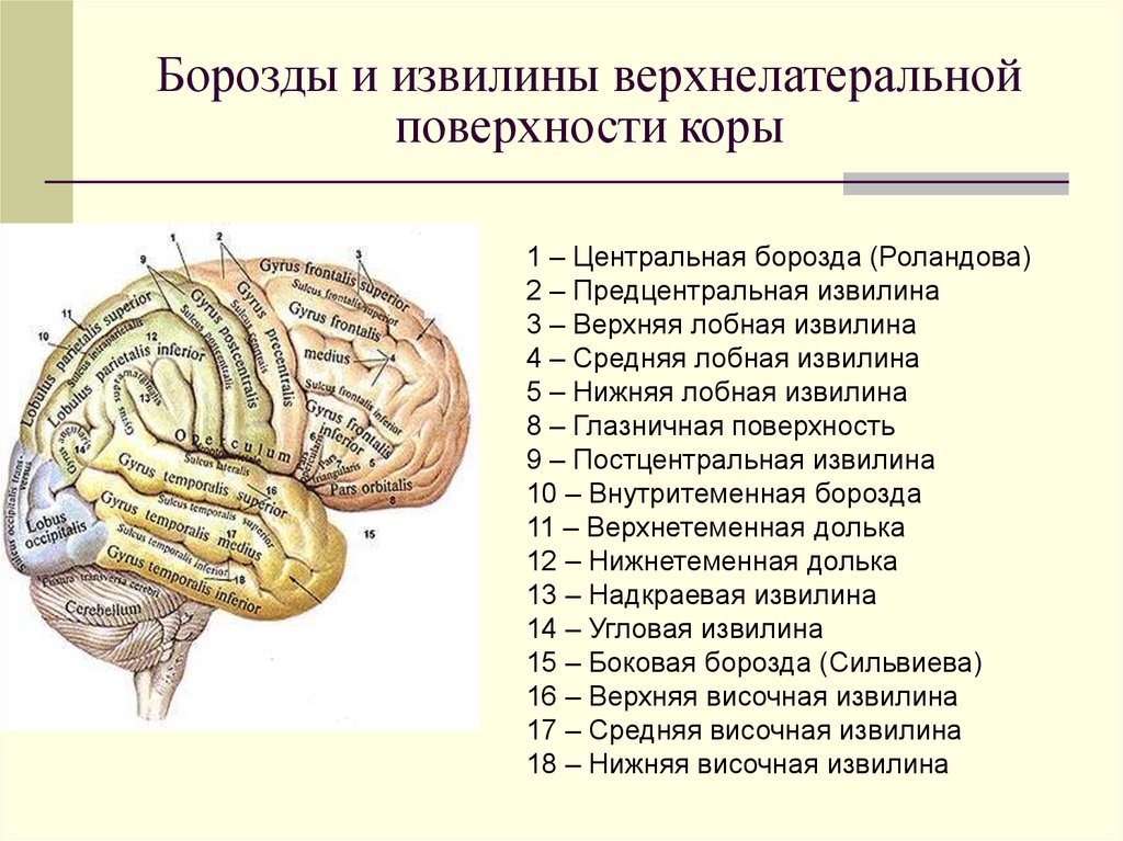 Поверхности коры больших полушарий. Борозды доли извилины коры головного мозга. Латеральная борозда конечного мозга. Строение головного мозга доли борозды извилины. Борозды и извилины ВЕРХНЕЛАТЕРАЛЬНОЙ поверхности.