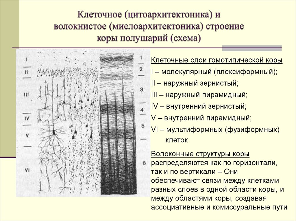 Строение слоев клеток. Цитоархитектоника коры. Миелоархитектоника коры.. Миелоархитектоника коры головного мозга. Строение коры больших полушарий цитоархитектоника коры. Цито и миелоархитектоника коры больших полушарий головного мозга.