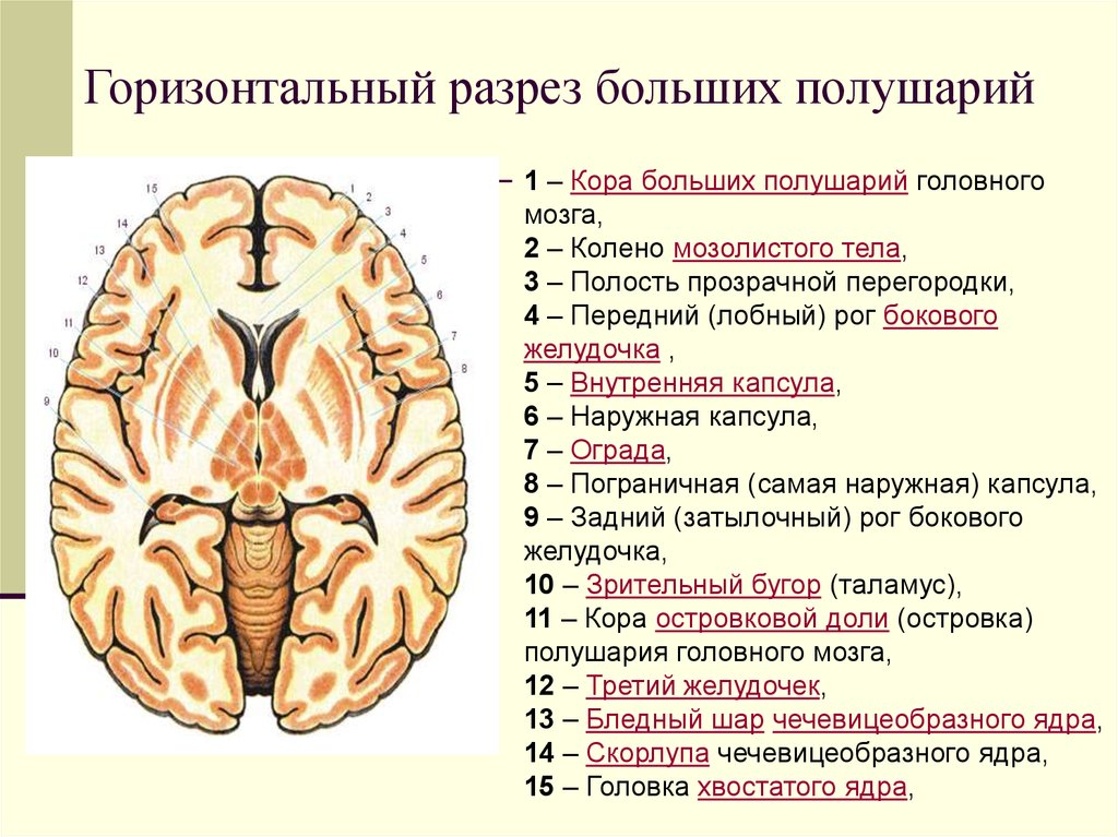 Крупные ядра. Горизонтальный разрез головного мозга базальные ядра. Базальные ядра конечного мозга схема. Строение коры головного мозга базальные ядра. Базальные ядра полушарий большого мозга схема.