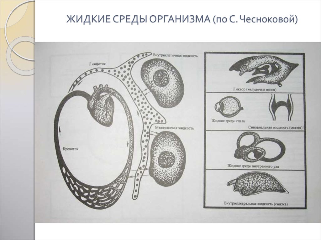 Жидкие организмы. Жидкие среды организма физиология. Внесосудистые жидкие среды. Классификация жидких сред организма. Классификация жидких сред организма физиология.