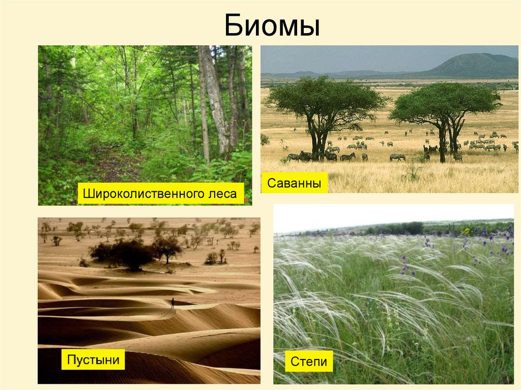 Экосистема саванны презентация