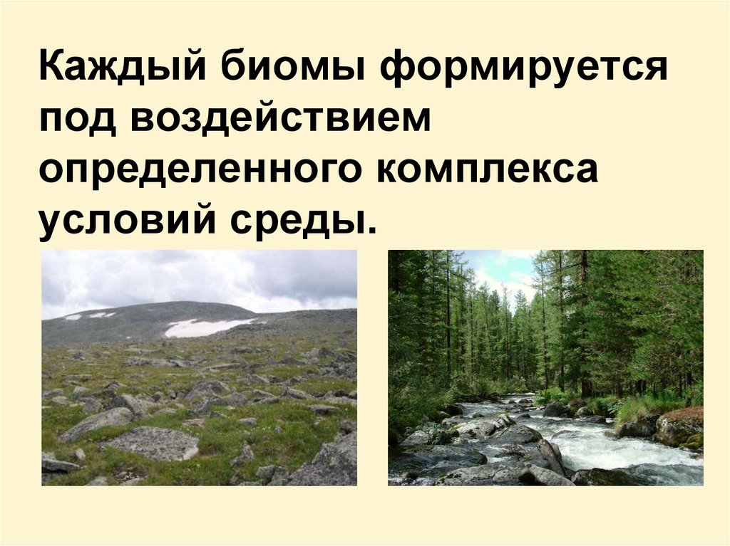 Презентация биосфера и биомы 11 класс биология