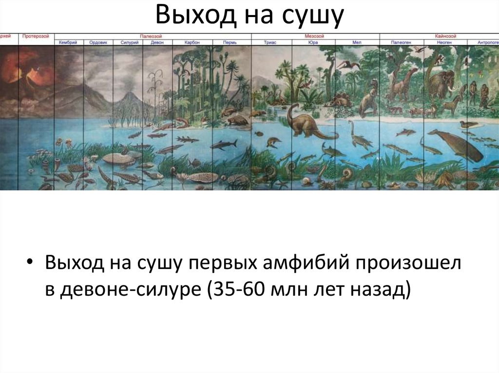 Выход на сушу. Выход организмов на сушу. Эволюция выход на сушу. Первое животное вышедшее на сушу.