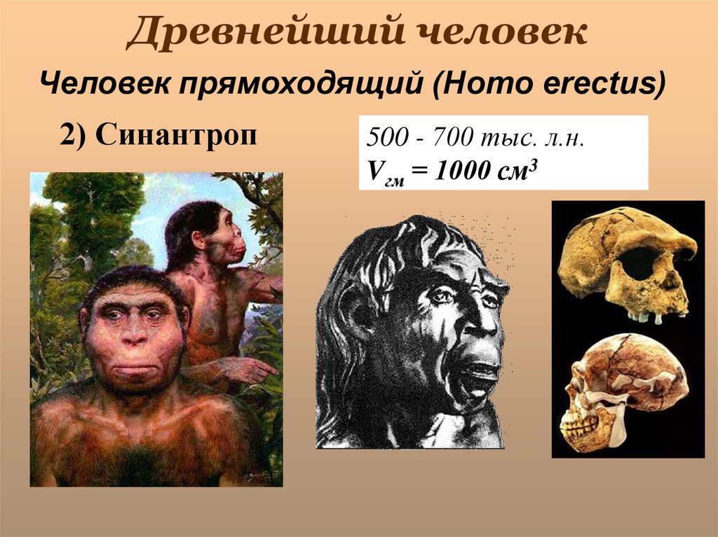 Человек прямоходящий homo Erectus. Человек прямоходящий на латыни. Хронологический Возраст человека прямоходящего.