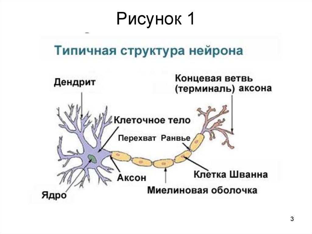 Строение нейрона рисунок с подписями 8 класс