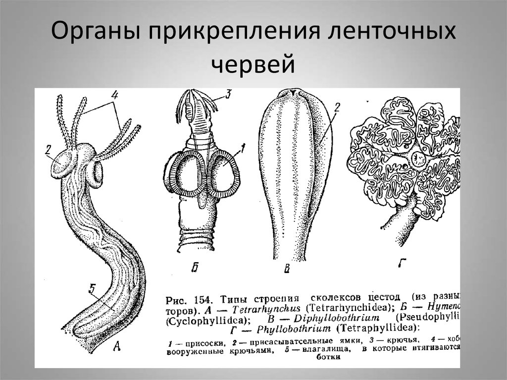 Приспособление червя. Строение сколекса цестод. Органы прикрепления цестод. Органы прикрепления ленточных червей. Органы фиксации у ленточных червей.