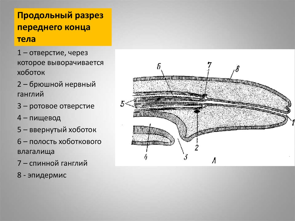 Продольный разрез. Продольный разрез через. Продольный разрез тела. Продольный надрез.