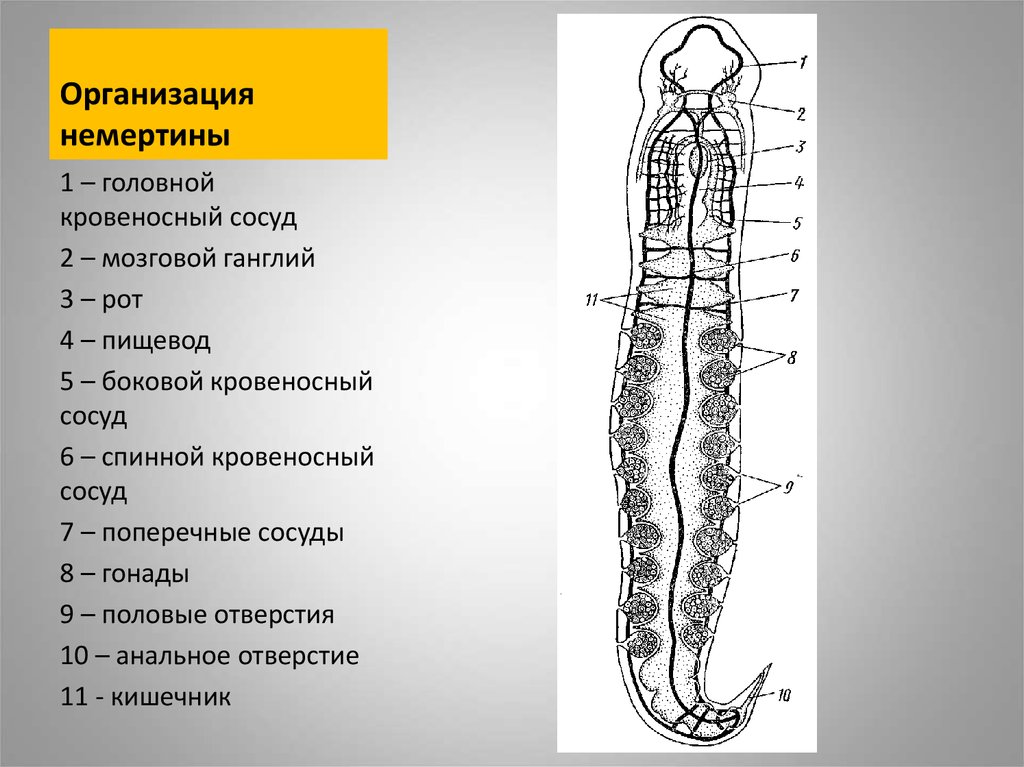 Организация немертины