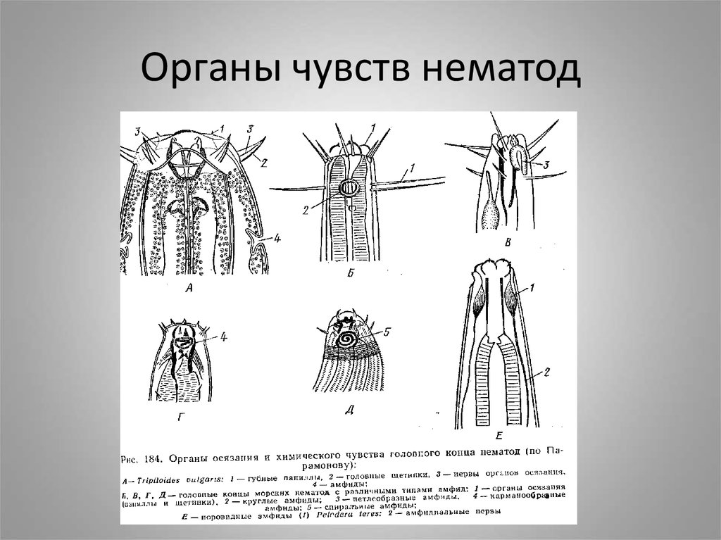 Органы чувств у червей. Органы чувств круглых червей кратко. Амфиды нематод. Органы чувств нематод. Орган химического чувства нематод.