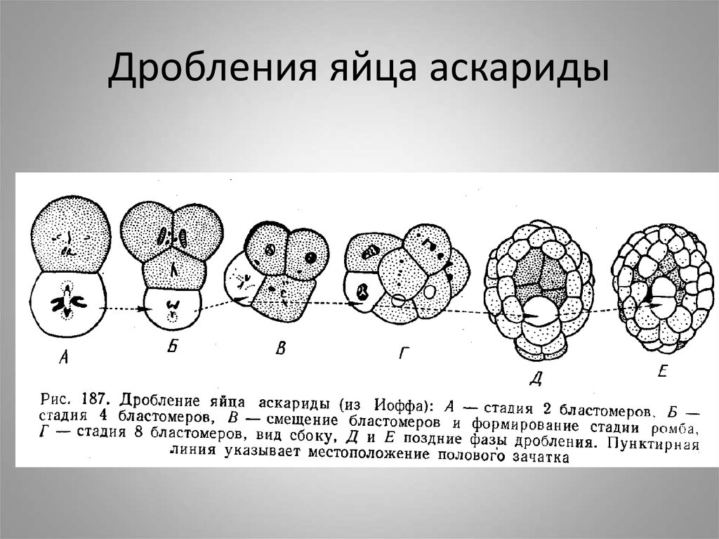 Дробление яйца заканчивается