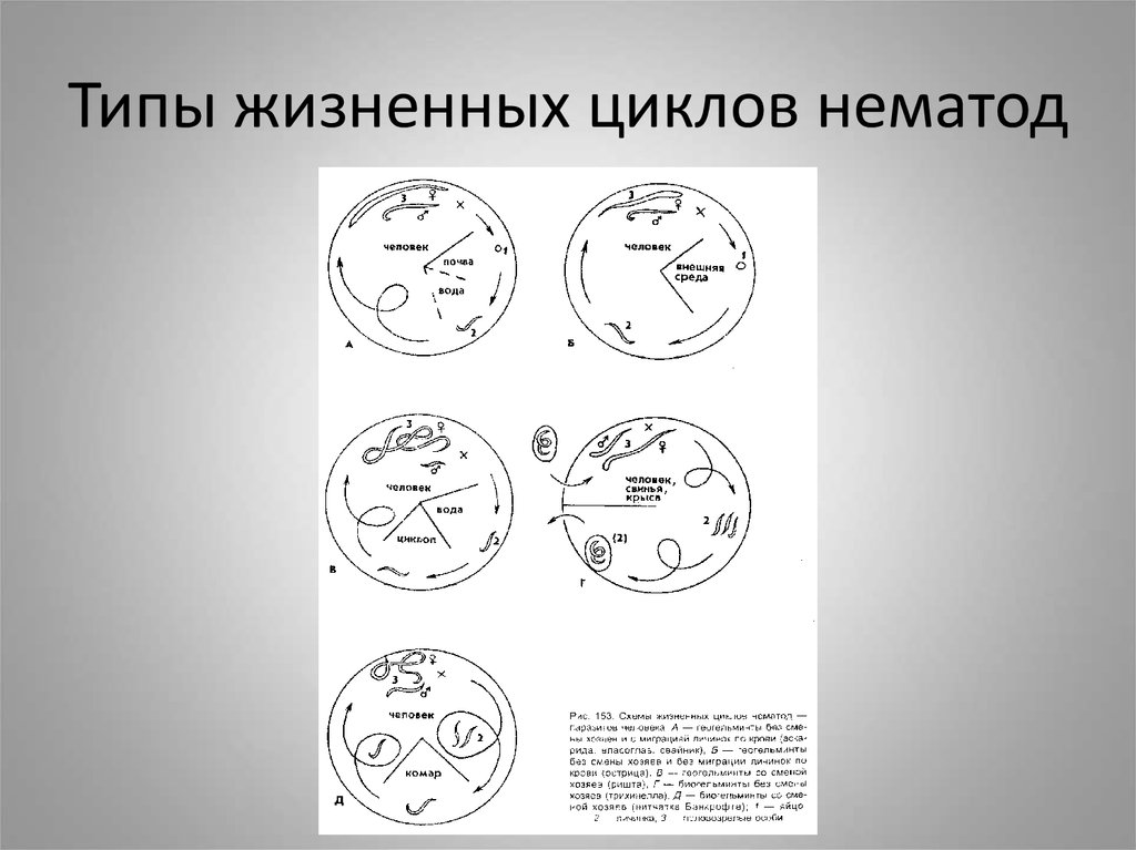 Схема циклов развития нематод геогельминтов