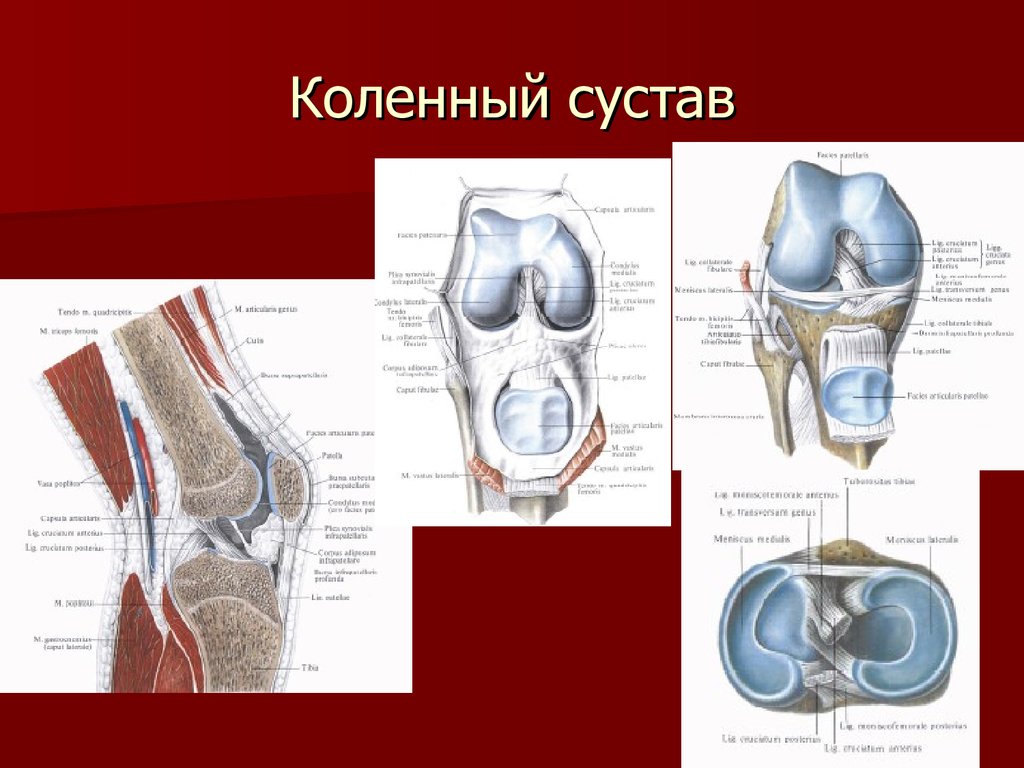 Как устроено колено. Строение коленного сустава топографическая анатомия. Связки коленного сустава топографическая анатомия. Коленный сустав анатомия вид сбоку. Правый коленный сустав вид спереди.